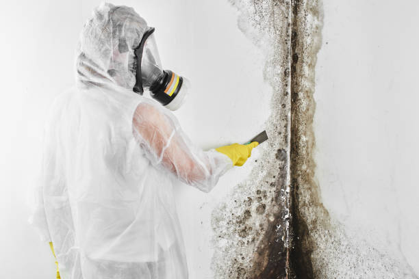 Why You Should Choose Our Mold Remediation Services in Welsh, LA